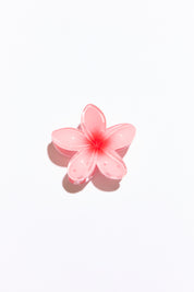Pink flower on a white background